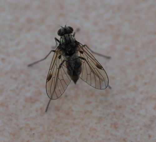 Chrysopilus cristatus